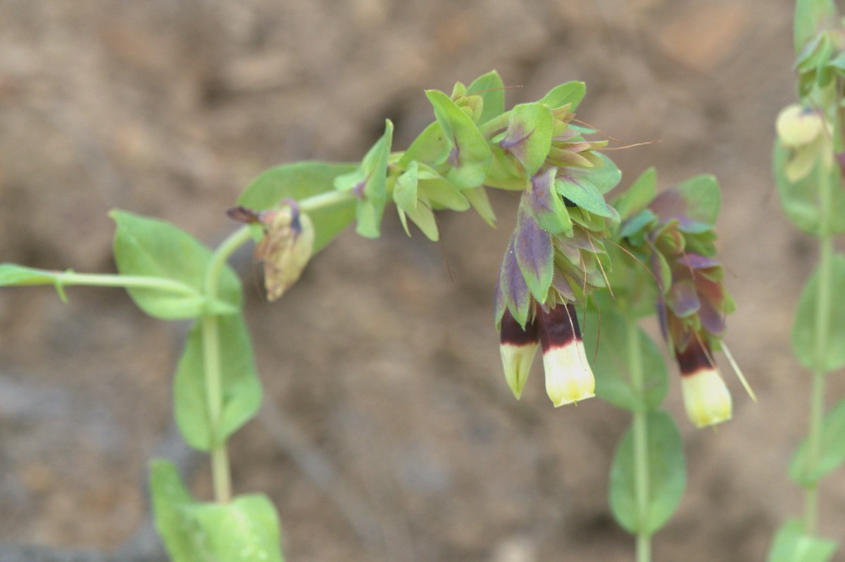 Cerinthe major